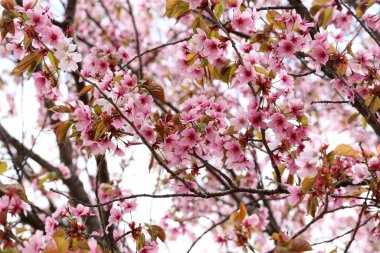 Sakura. Güzel bahar pembe çiçekleri kapanıyor
