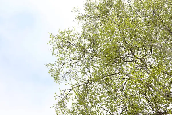 Birch Trees Spring Time — Stock Photo, Image