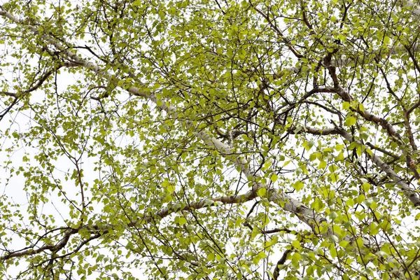 Birch Trees Spring Time — Stock Photo, Image
