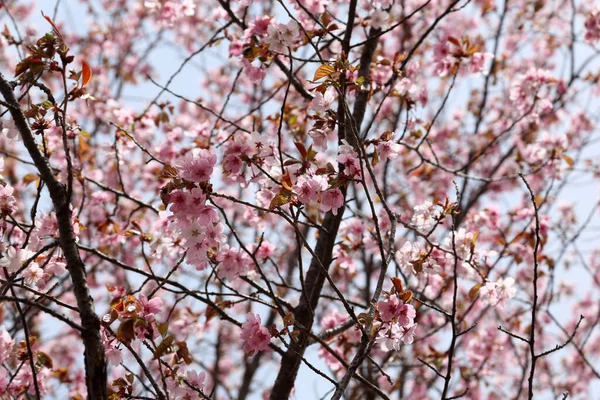 Sakura Vagyok Gyönyörű Tavaszi Rózsaszín Virágok Záródnak — Stock Fotó