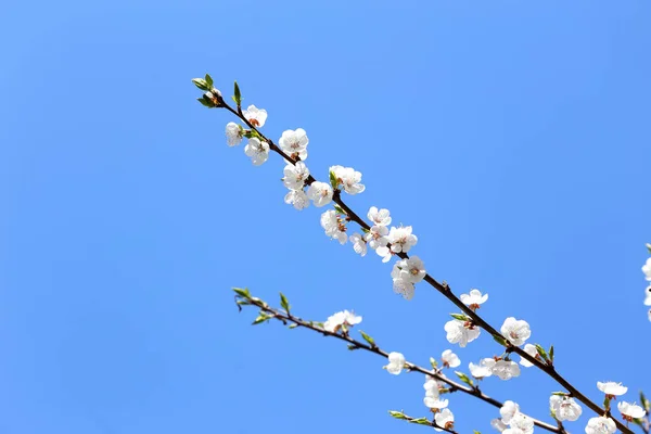 梅と青空 — ストック写真