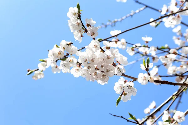 梅と青空 — ストック写真