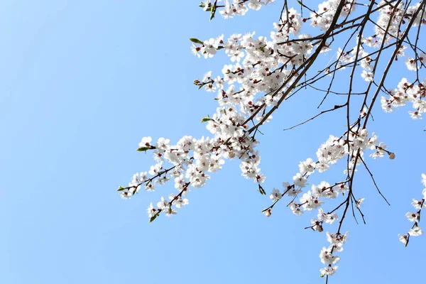 梅と青空 — ストック写真