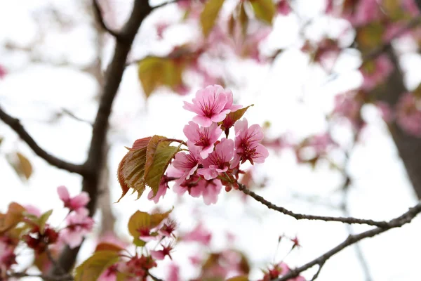 Sakura Bellissimi Fiori Rosa Primavera Vicino — Foto Stock