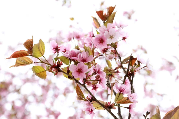 Сакура Весенние Розовые Цветки Закрываются — стоковое фото