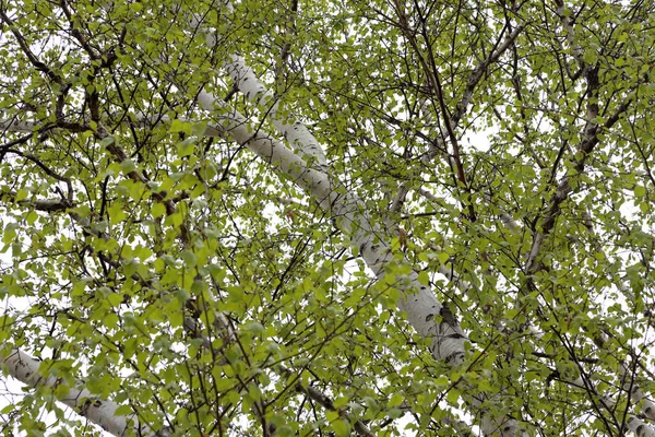 Birch Trees Spring Time — Stock Photo, Image