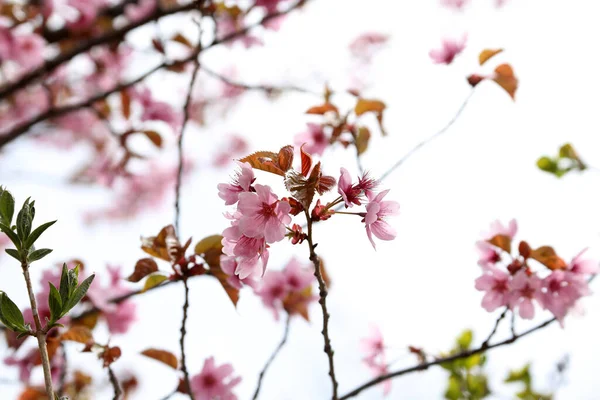 Sakura Hermosas Flores Primavera Rosa Cerca —  Fotos de Stock