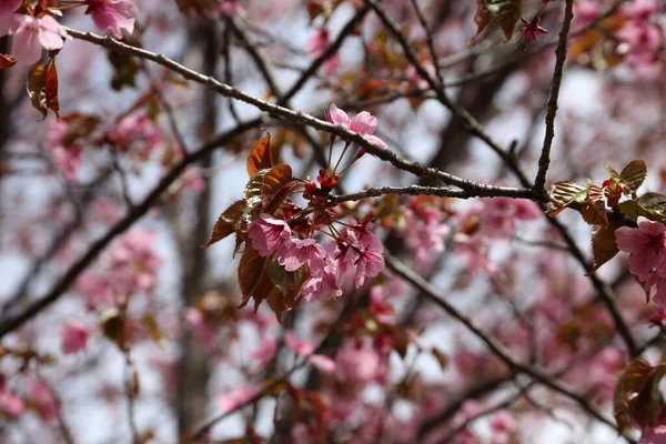 Sakura Frumoase Flori Roz Primăvară Aproape — Fotografie, imagine de stoc