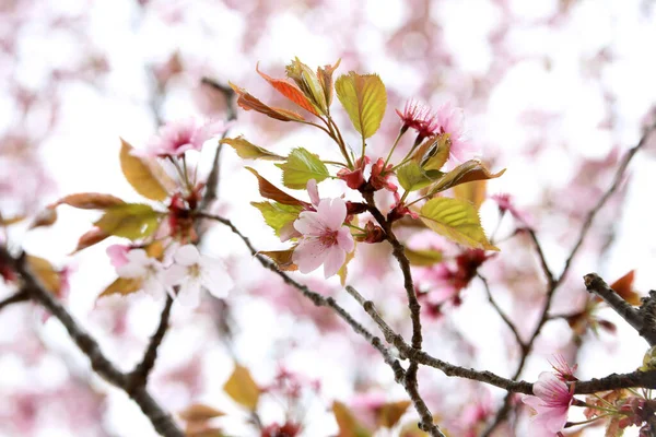 Sakuro Krásné Jarní Růžové Květy Zavřít — Stock fotografie
