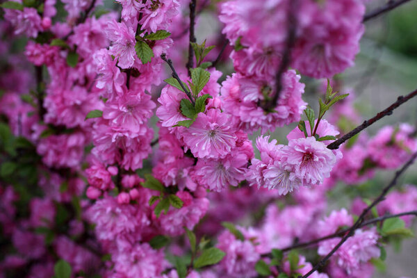 Sakura. Beautiful spring pink flowers close up