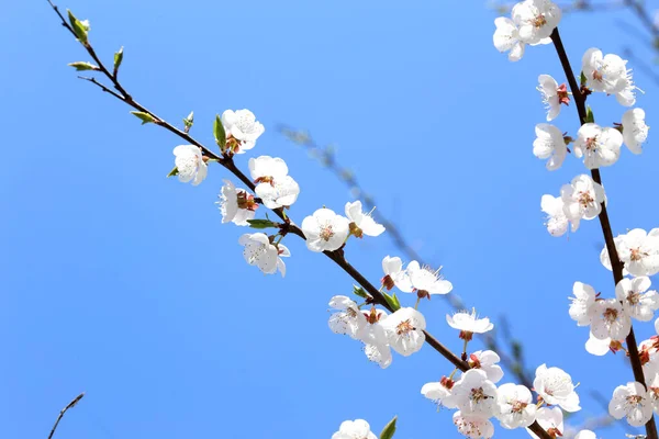 さくら 美しい梅の花と青空 — ストック写真