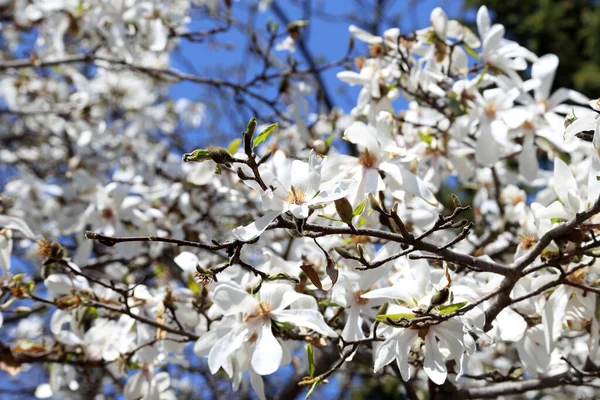 Pear blossom. Beautiful spring white flowers close up