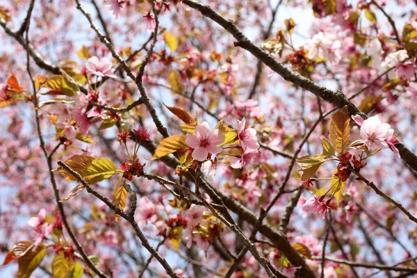 Sakura Beautiful Spring Pink Flowers Close — Stock Photo, Image