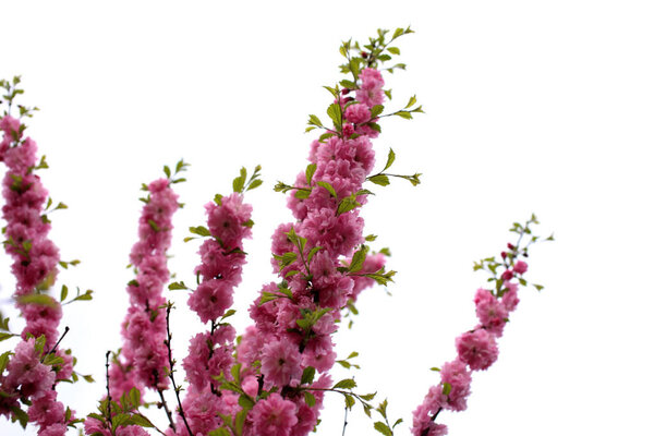 Sakura. Beautiful spring pink flowers close up