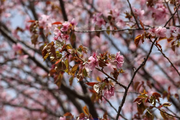 Sakura Vagyok Gyönyörű Tavaszi Rózsaszín Virágok Záródnak — Stock Fotó