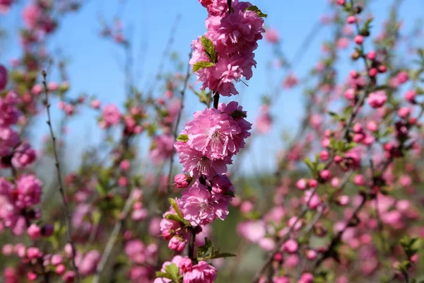 プルナス セルルラータ 日本の桜 さくら — ストック写真