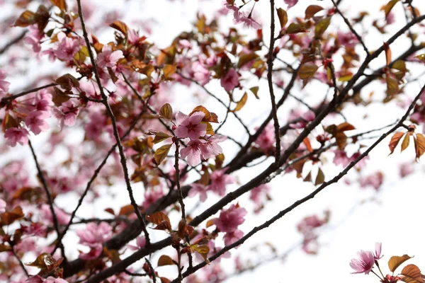 Sakuro Krásné Jarní Růžové Květy Zavřít — Stock fotografie