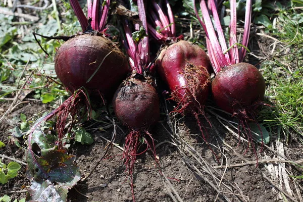 Rüben Auf Dem Feld Ernte — Stockfoto