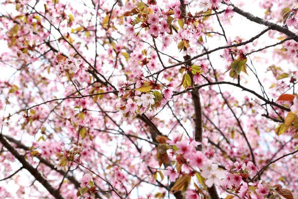 Sakura Mooie Lente Roze Bloemen Close — Stockfoto