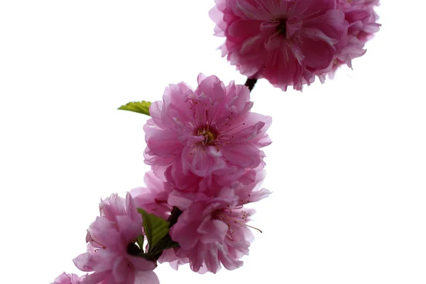 Sakura Hermosas Flores Primavera Rosa Cerca — Foto de Stock