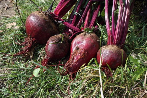 Rüben Auf Dem Feld Ernte — Stockfoto