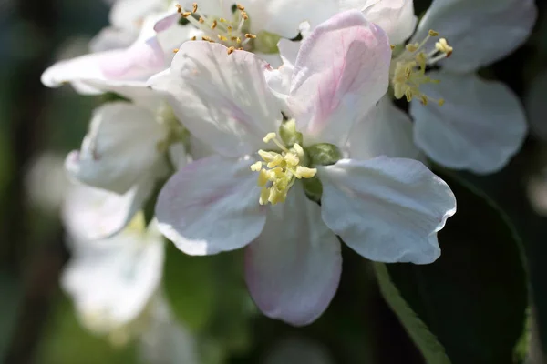 Pear Blossom Beautiful Spring White Flowers Close — Stock Photo, Image