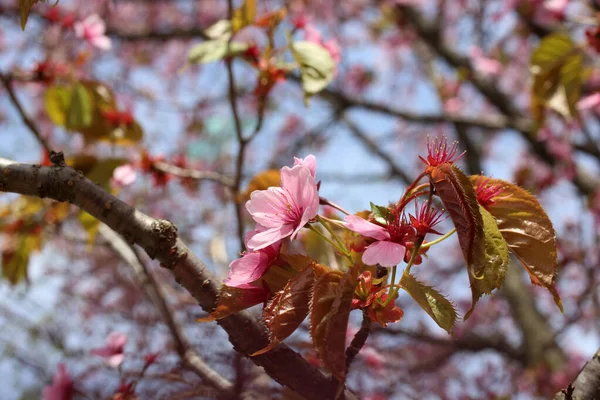 Sakura Güzel Bahar Pembe Çiçekleri Kapanıyor — Stok fotoğraf