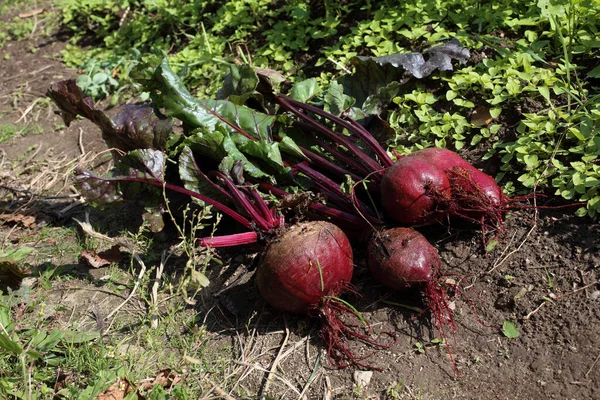 Beets on field. Harvest