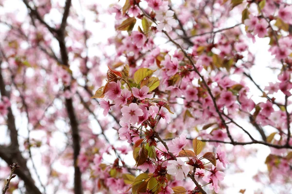 Sakura. Güzel bahar pembe çiçekleri kapanıyor