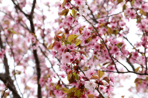Sakura. Beautiful spring pink flowers close up