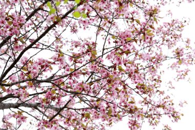 Sakura. Bahar pembe çiçekleri