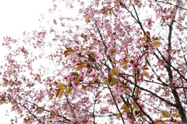 Sakura. Bahar pembe çiçekleri