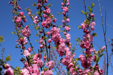 Prunus serrulata. Japon kirazı. Sakura