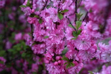 Prunus serrulata. Japon kirazı. Sakura