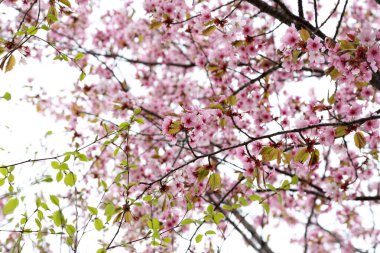 Sakura. Bahar pembe çiçekleri