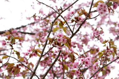Sakura. Bahar pembe çiçekleri