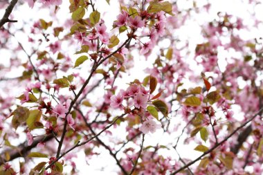 Sakura. Bahar pembe çiçekleri