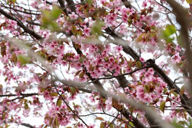 Sakura. Bahar pembe çiçekleri