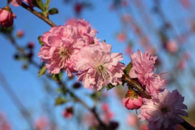 Prunus serrulata. Japon kirazı. Sakura