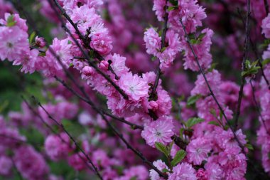 Prunus serrulata. Japon kirazı. Sakura