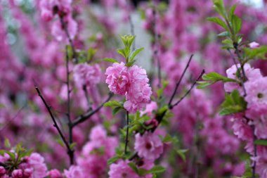 Prunus serrulata. Japon kirazı. Sakura