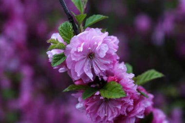 Prunus serrulata. Japon kirazı. Sakura
