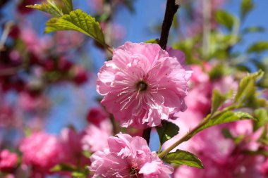 Prunus serrulata. Japon kirazı. Sakura