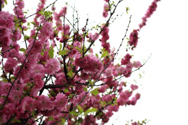 Prunus serrulata. Japon kirazı. Sakura