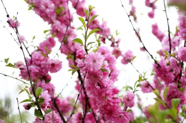 Prunus serrulata. Japon kirazı. Sakura