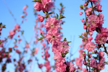 Prunus serrulata. Japon kirazı. Sakura