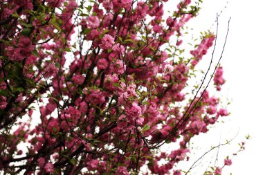Prunus serrulata. Japon kirazı. Sakura