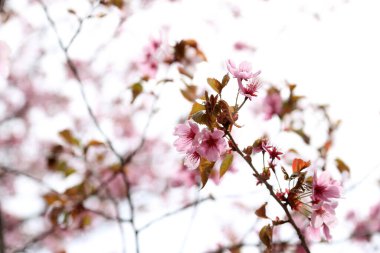 Sakura. Güzel bahar pembe çiçekleri kapanıyor