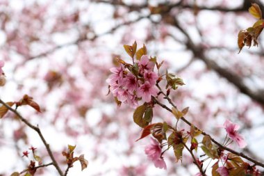 Sakura. Güzel bahar pembe çiçekleri kapanıyor