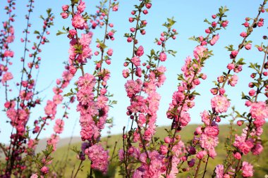 Prunus serrulata. Japon kirazı. Sakura